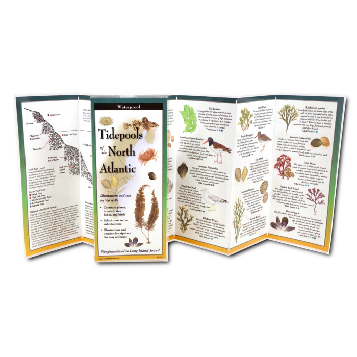Unfolded, upright image of the Tidepools of the North Atlantic folding guide with illustrations and information common plants, invertebrates, fishes, and birds found in cold water tidepools from Long Island Sound up to Newfoundland, and more for easy identification.