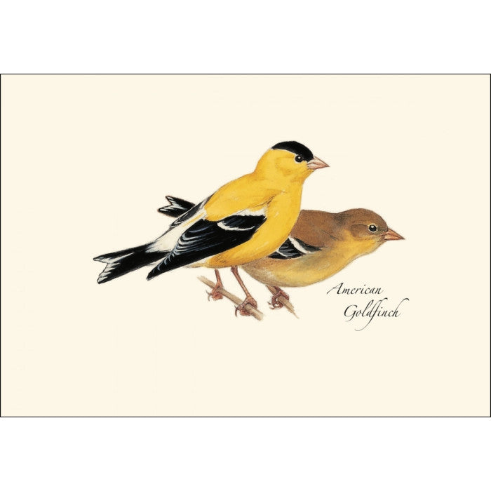 a close up of the art on one of the notecards featuring an illustration of a male and female American Goldfinch