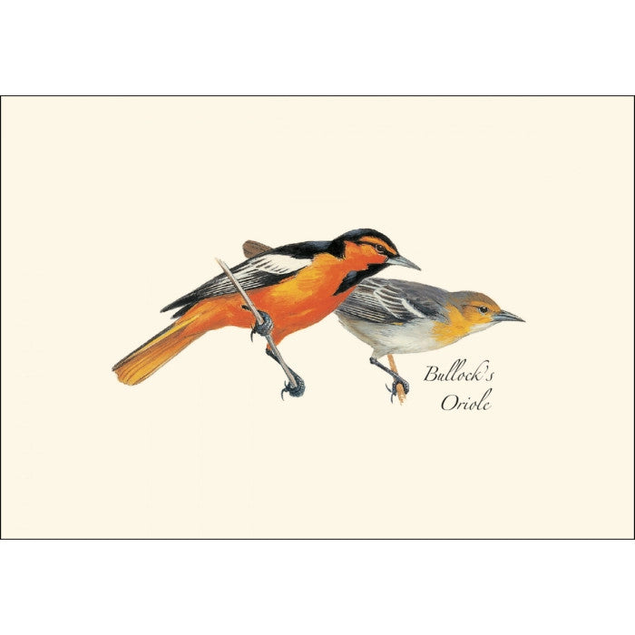 a close up of the art on one of the notecards featuring an illustration of a male and female Bullock's Oriole