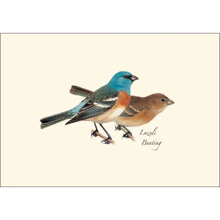 a close up of the art on one of the notecards featuring an illustration of a male and female Lazuli Bunting