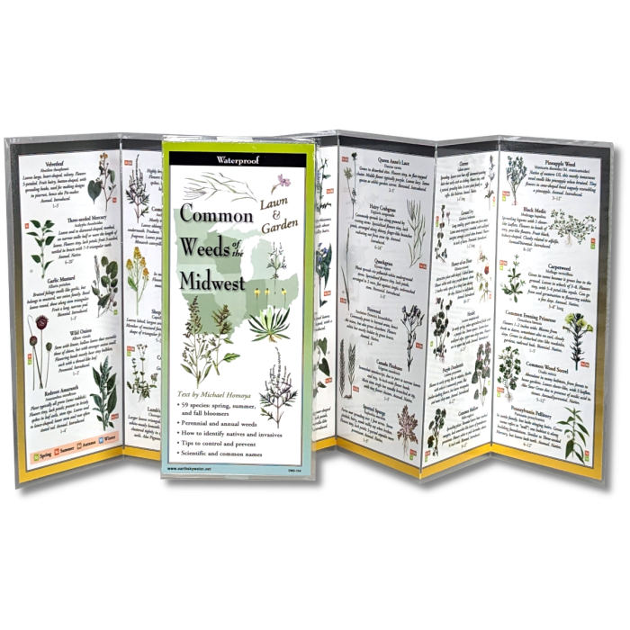 The Common Weeds of the Midwest folding guide unfolded and upright, accordion style, showing the contents of the guide, which has illustrations of weeds with printed information on weeds