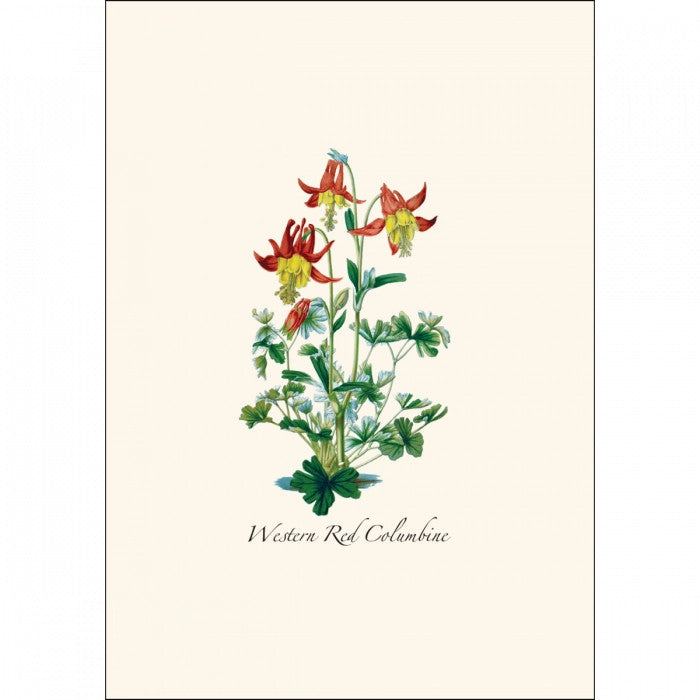 a close up of the art on one of the notecards featuring a Western Red Columbine illustration