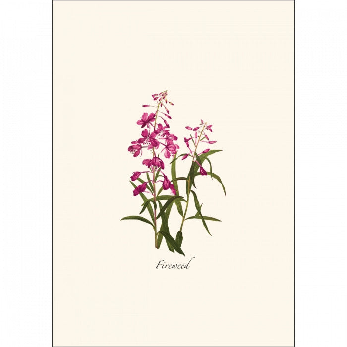 a close up of the art on one of the notecards featuring a Fireweed illustration
