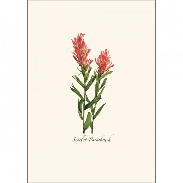 a close up of the art on one of the notecards featuring a Scarlet Paintbrush illustration