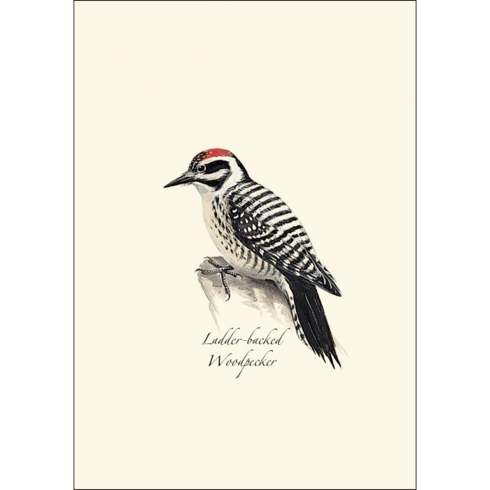 a close up of the art on one of the notecards featuring an illustration of a ladder-backed woodpecker