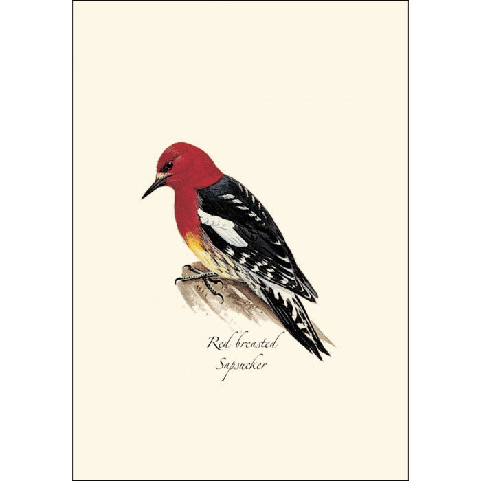 a close up of the art on one of the notecards featuring an illustration of a red-breasted sapsucker