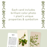 text that reads "each card includes brilliant color photo and plant's unique properties and symbolism" above the mint car and other herb cards