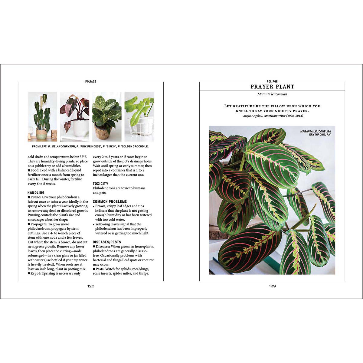 Houseplant Gardener’s Handbook