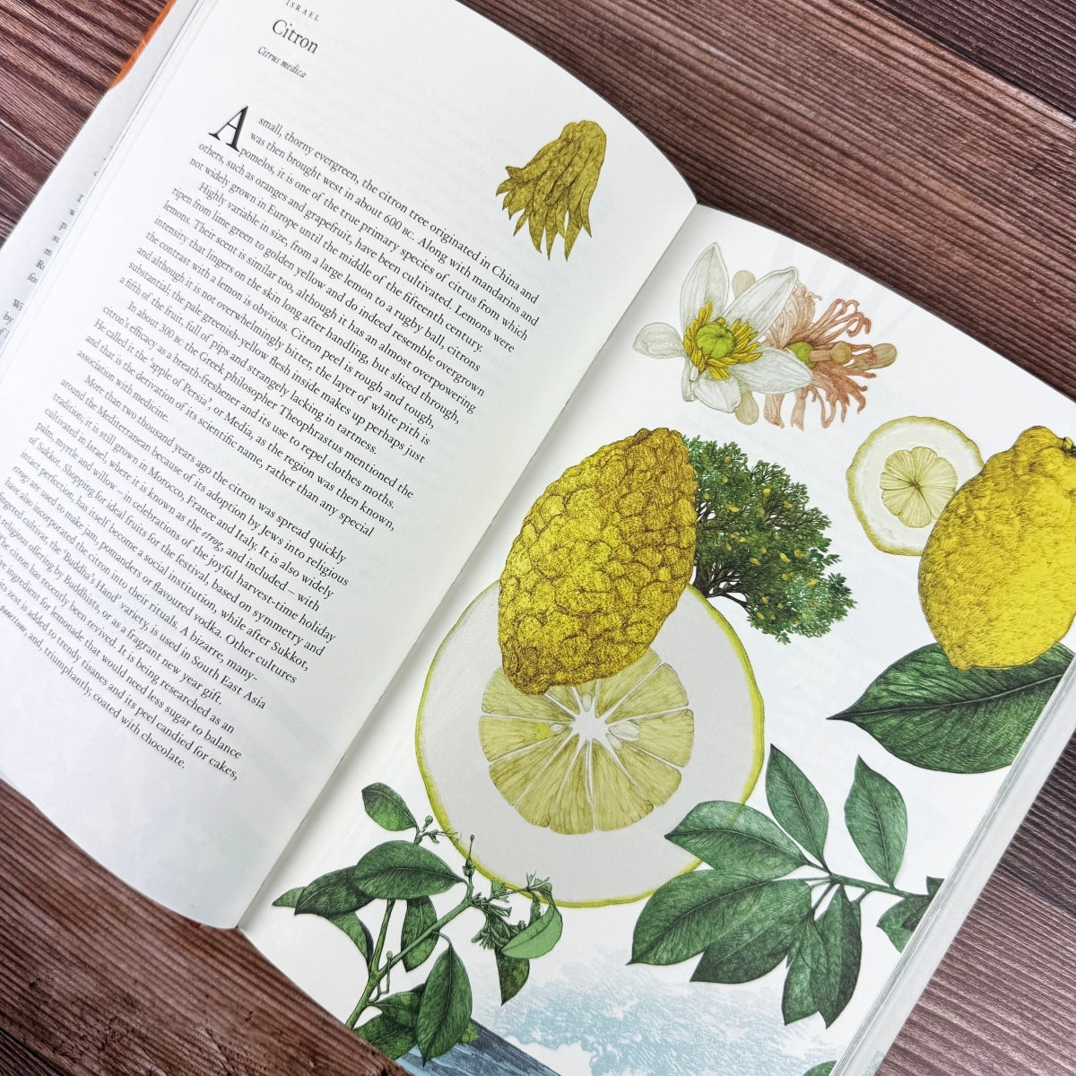 plant book open to spread titled "Citron" with illustrations of citron fruit and blooms