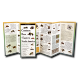 upright, unfolded guide showing interior information on Bees of Eastern North America including specific bee species with its description, nesting preferences, and seasonal activity patterns, information on what bees eat, and identification.