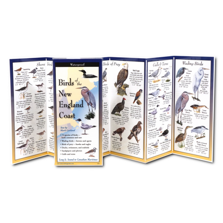 Birds of the New England Coast folding guide unfolded and upright, accordion style, showing the contents of the guide, which has illustrations and printed information on coastal birds