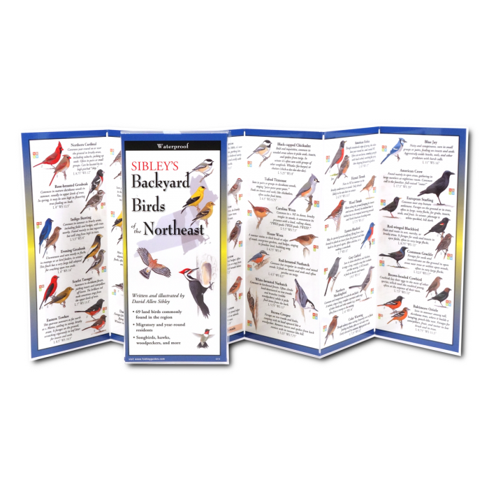 The Sibley’s Backyard Birds of the Northeast folding guide unfolded and upright, accordion style, showing the contents of the guide, which has illustrations and printed information on backyard birds