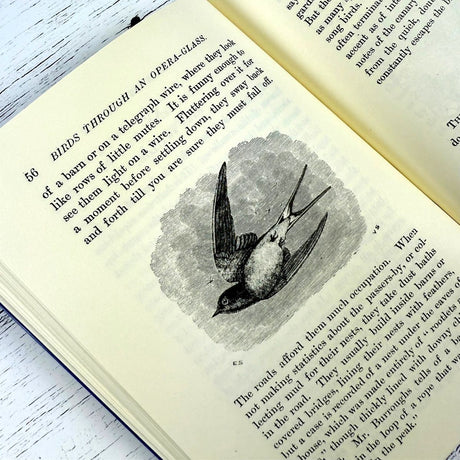 Birds Through an Opera-Glass