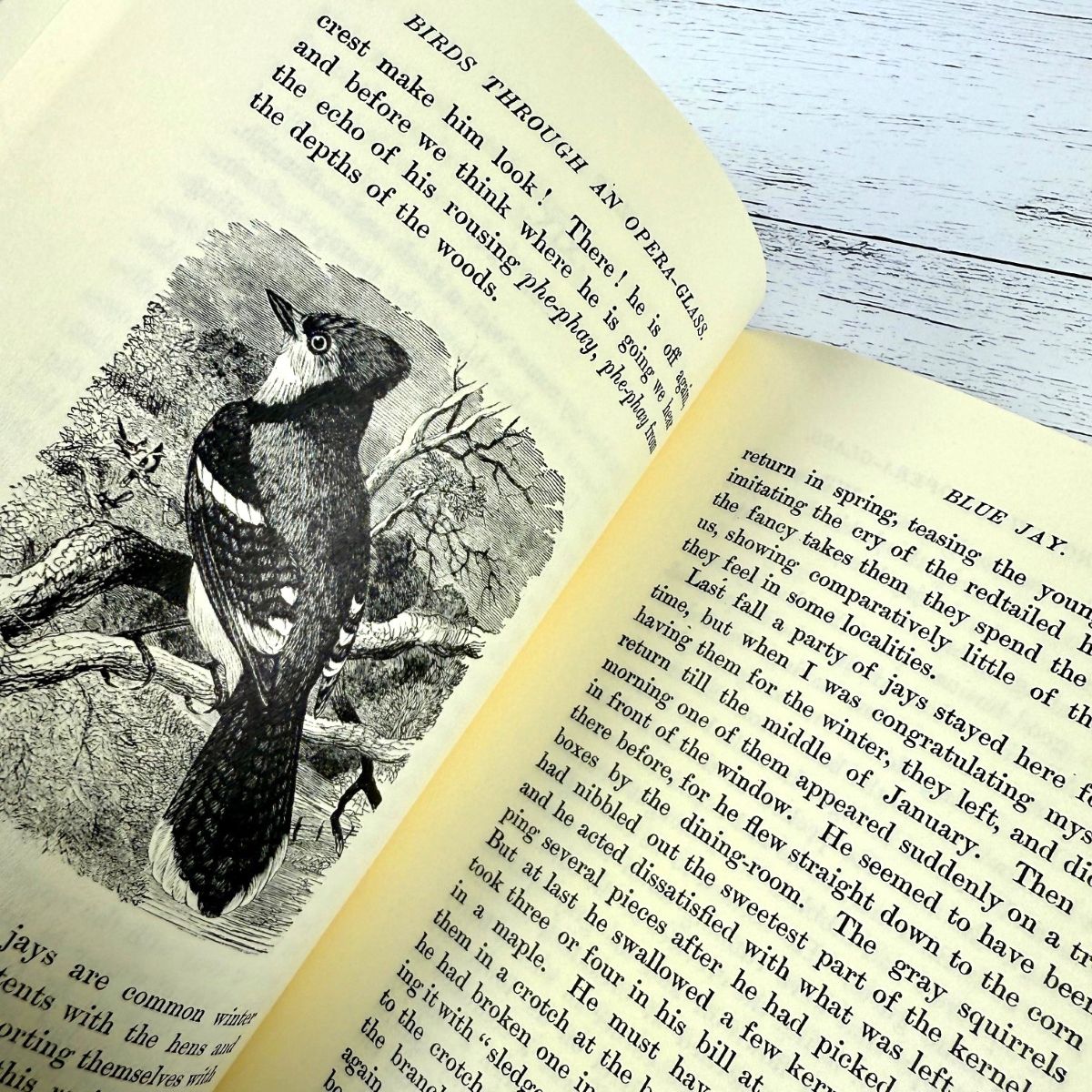 Birds Through an Opera-Glass