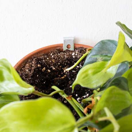 Close-up of a potted plant with visible soil and a white wall background