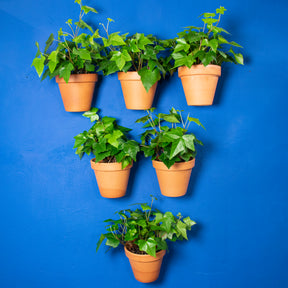 Potted plants arranged on a blue wall