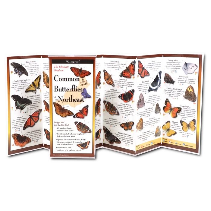 Inside view of the folding guide displaying detailed illustrations and descriptions of 62 butterfly species found in New England, including swallowtails and blues