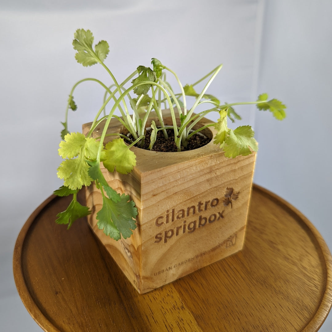A small cilantro sprig in a square wooden planter box engraved with 'cilantro sprigbox', placed on a round wooden tray against a light gray background.
