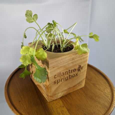 A small cilantro sprig in a square wooden planter box engraved with 'cilantro sprigbox', placed on a round wooden tray against a light gray background.