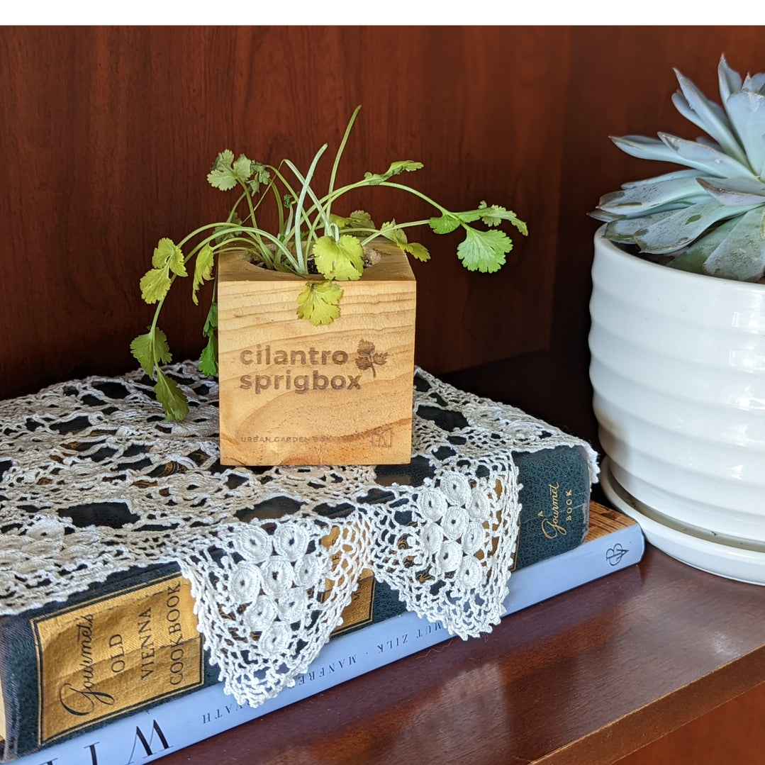 A small green cilantro plant in a square wooden planter engraved with 'cilantro sprigbox' sits on top of a lace-covered book next to a potted succulent against a dark wood background.
