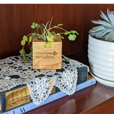 A small green cilantro plant in a square wooden planter engraved with 'cilantro sprigbox' sits on top of a lace-covered book next to a potted succulent against a dark wood background.