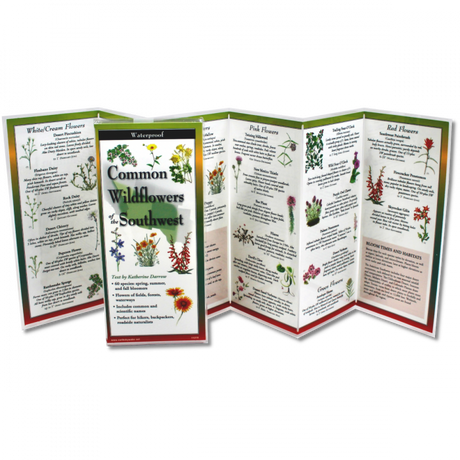 The Common Wildflowers of the Southwest folding guide unfolded and upright, accordion style, showing the contents of the guide, which has illustrations of wildflowers with printed information on wildflowers