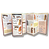 Bats of Eastern North America Folding Guide
