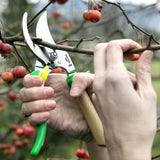 Person using garden shears to trim branches with fruit on a tree