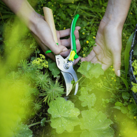 Person holding garden shears amidst green plants