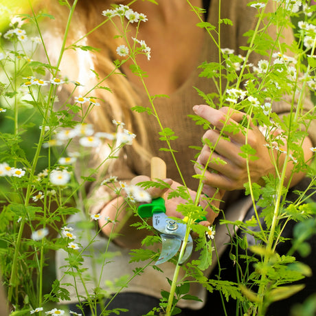 Person pruning plants with a pair of garden shears in a garden setting