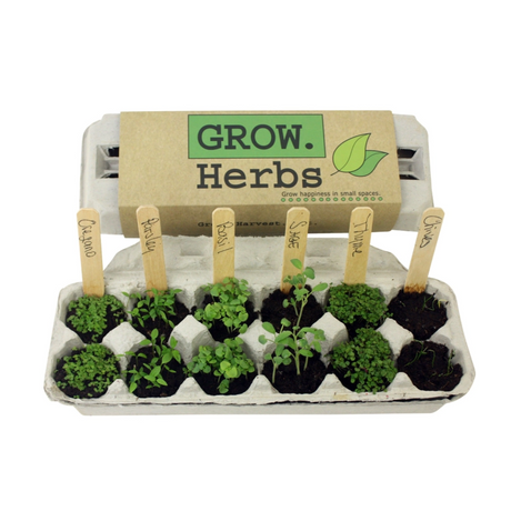 Herb Garden Grow Kit