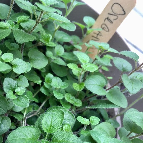 Herb Garden Grow Kit