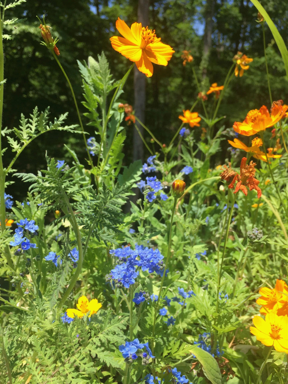 Grow Honey Bee Habitat Garden Kit