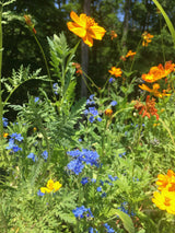 Grow Honey Bee Habitat Garden Kit