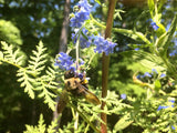 Grow Honey Bee Habitat Garden Kit