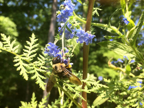 Grow Honey Bee Habitat Garden Kit