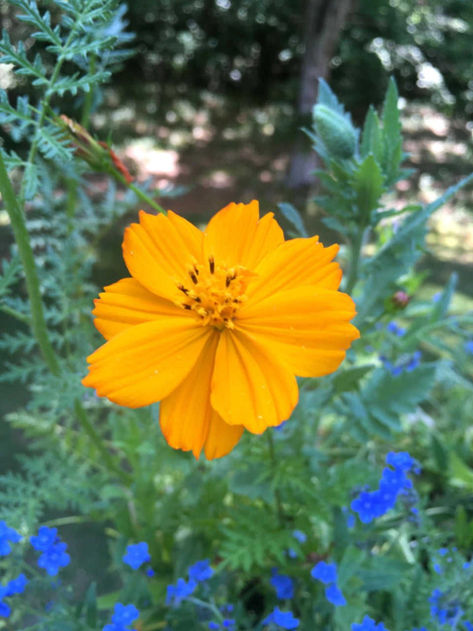Grow Honey Bee Habitat Garden Kit