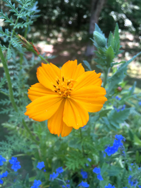 Grow Honey Bee Habitat Garden Kit