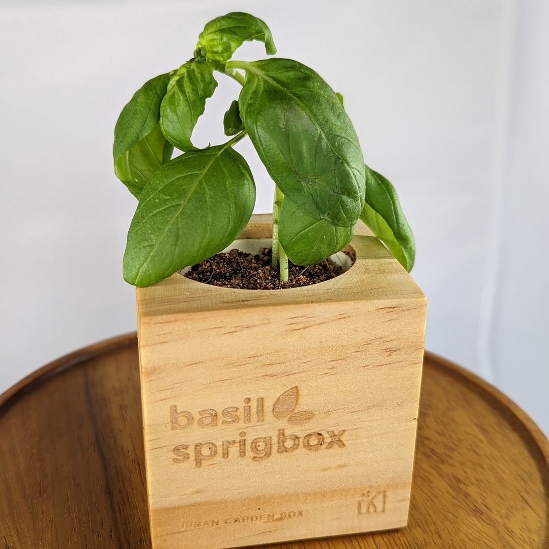 A small basil plant growing in a square light wood planter box engraved with 'basil sprigbox', placed on a round wooden surface against a white background.
