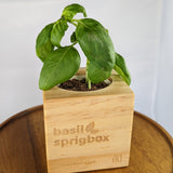 A small basil plant growing in a square light wood planter box engraved with 'basil sprigbox', placed on a round wooden surface against a white background.