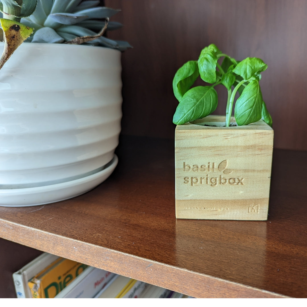 Wooden Planter Grow Kit - Basil