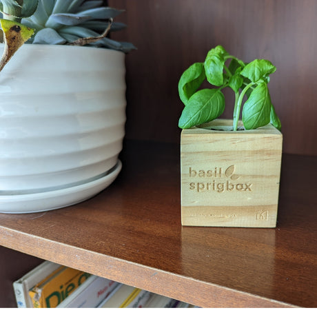 Wooden Planter Grow Kit - Basil