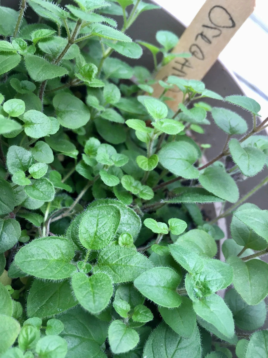a close up of oregano growing