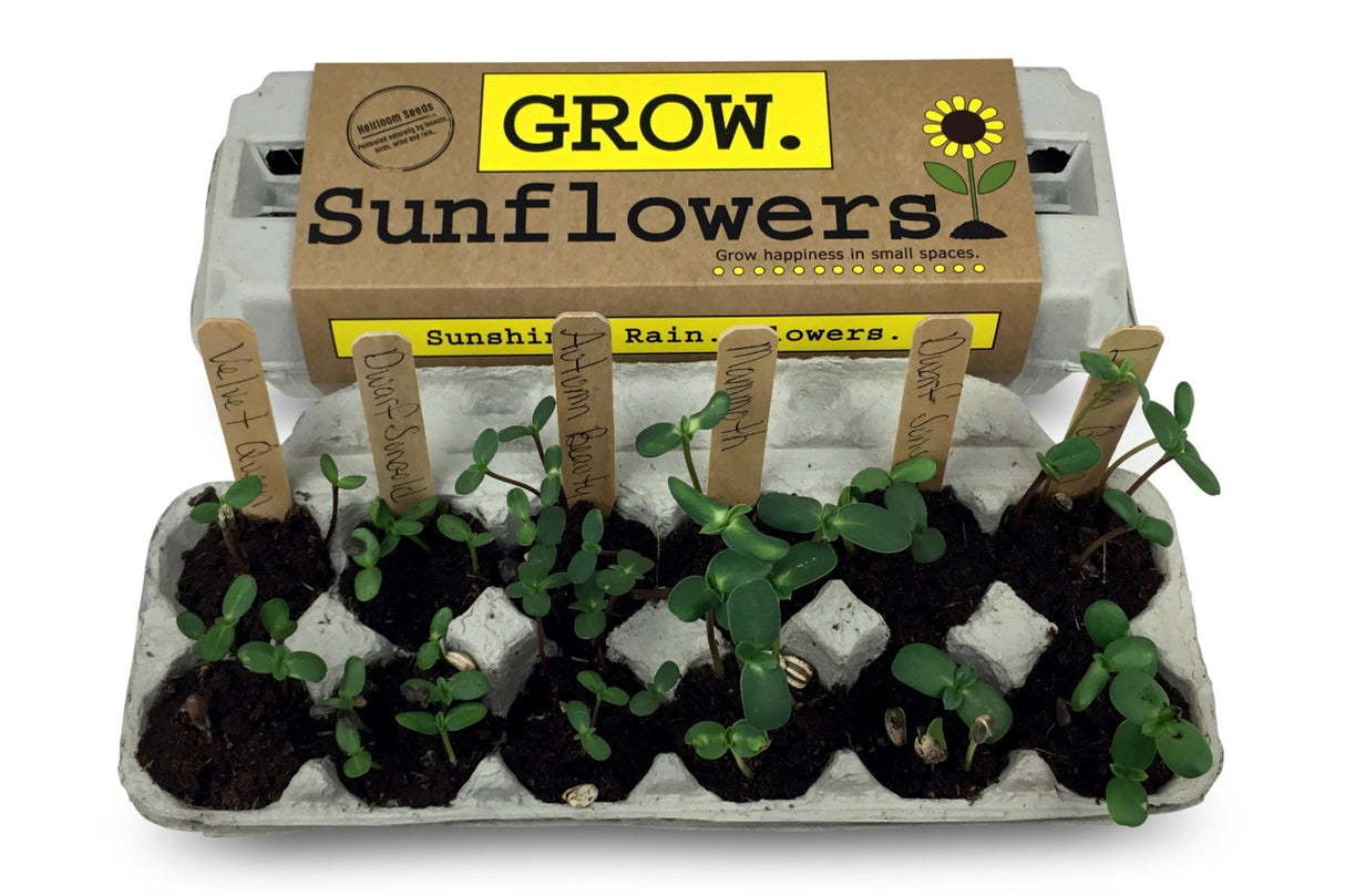 the grow sunflowers garden kit in action with sprouted seeds in each section of the egg carton package and labeled with the wooden plant ID sticks