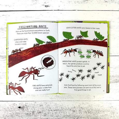 Hello Bugs: A Little Guide to Nature