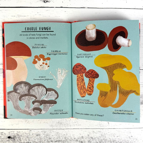 Hello Fungi: A Little Guide to Nature