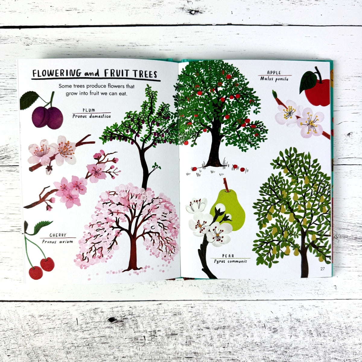 Hello Trees: A Little Guide to Nature