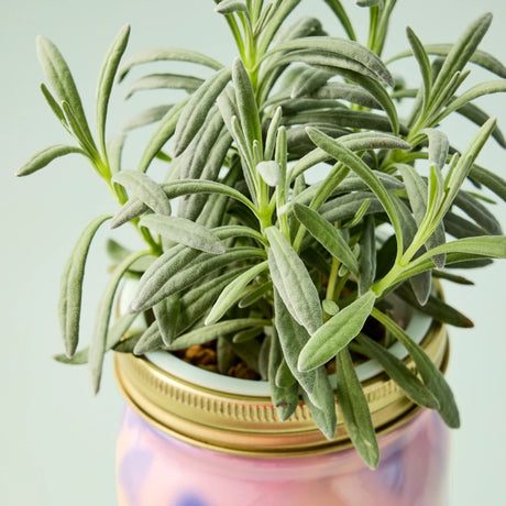 Green potted plant in a decorative pot on a light green background