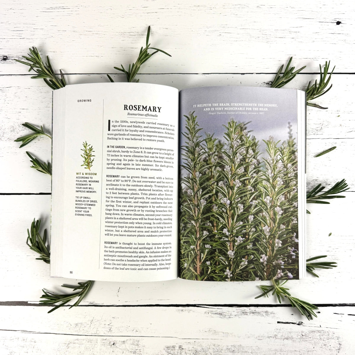 Open book on rosemary with text and images of the plant on a white wooden surface.
