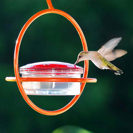 Hummingbird feeding from a red and orange bird feeder against a dark green background